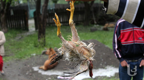 სეტყვა ლელოვანში – დახოცილია შინაური ფრინველი [Photo]