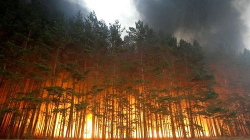 ეროვნული სატყეო სააგენტოს  ინფორმაციით, ბორჯომში 6 ჰექტრამდე ტყე დაიწვა
