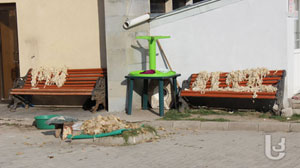 დღის ფოტო: ახალციხის ცენტრალურ პარკში მატყლს აშრობენ [Photo]