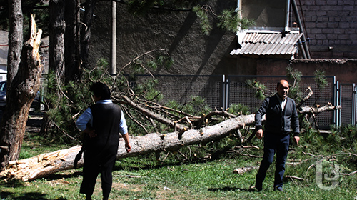 მესამე დღეა მეორე სკოლა ქარისგან მოტეხილი ხის გასატანად მერიის თანამშრომლებს ელოდება