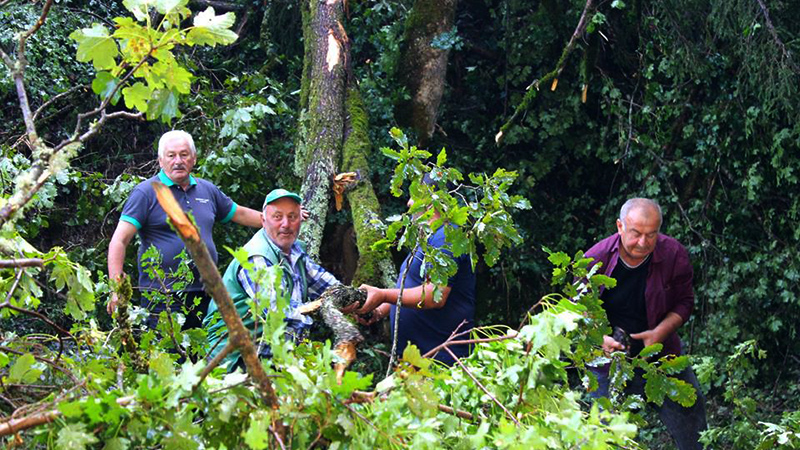 სატყეო უბნის უფროსი: წლები დასჭირდება ბორჯომში დაზიანებული ტყის აღდგენას