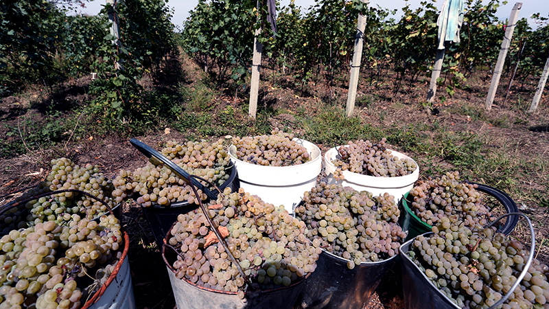 კახეთში 50  ათასი ტონა ყურძენი გადამუშავდა [R]