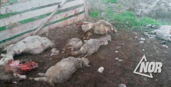 სოფელ როდიონოვკაში მგელმა 27 სული ცხვარი დაგლიჯა