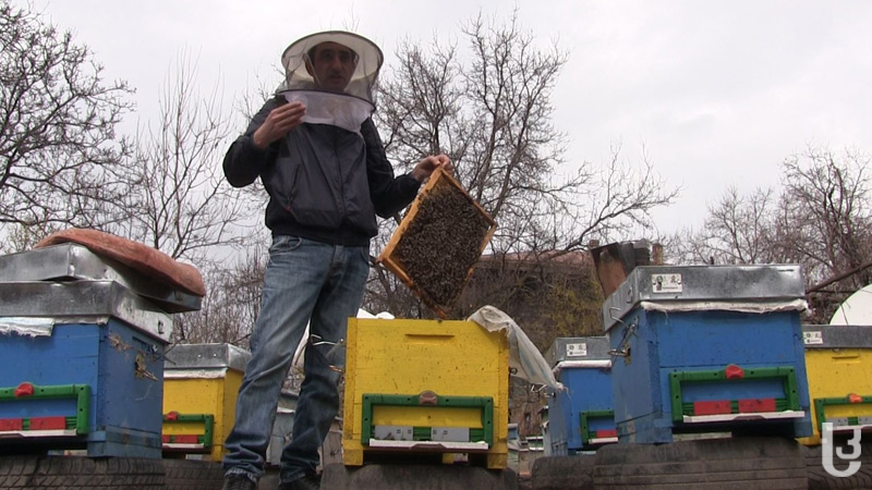 მუსხელი მეფუტკრე თაფლს თურქეთში გაიტანს [Video]