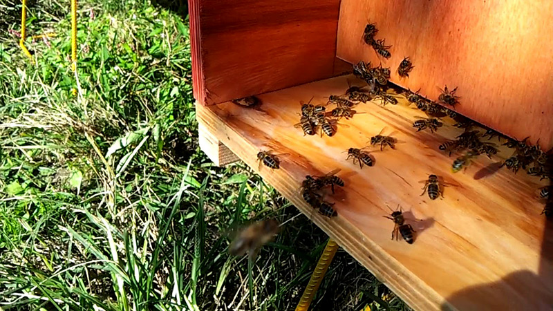 როგორ დავიცვათ ფუტკარი აზიური ფაროსანას წინააღმდეგ წამლობისას
