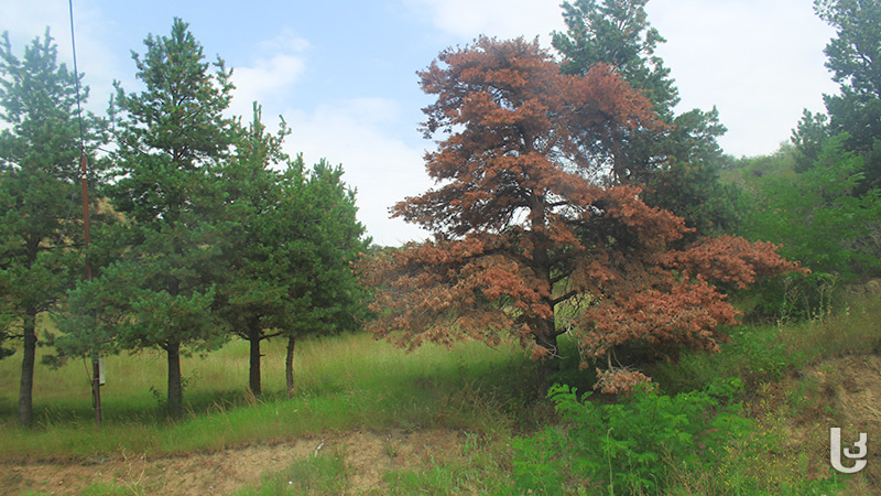 ადიგენი–ახალციხის გზის მონაკვეთზე ფიჭვის ხეები ხმება
