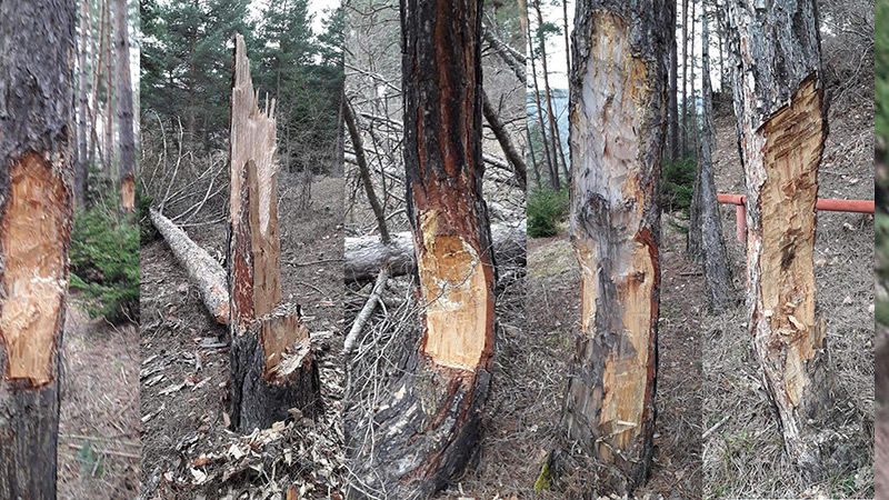 ‘ხეებს კვარისთვის თლიან’– ყვიბისში 30–მდე ფიჭვის ხე დააზიანეს