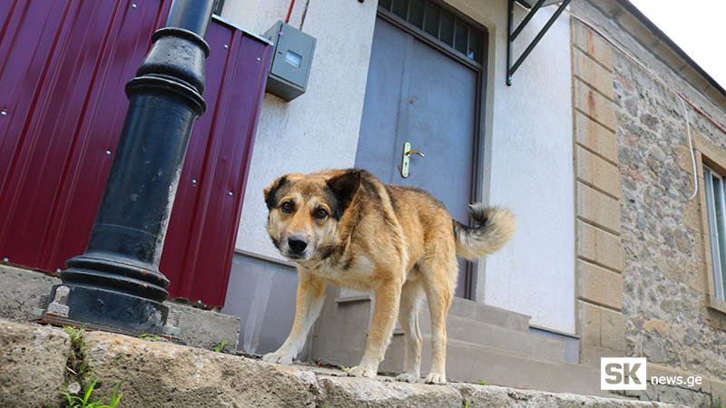 ქუჩის და სახლის – ჩვენი ქალაქის ძაღლები [ფოტო]
