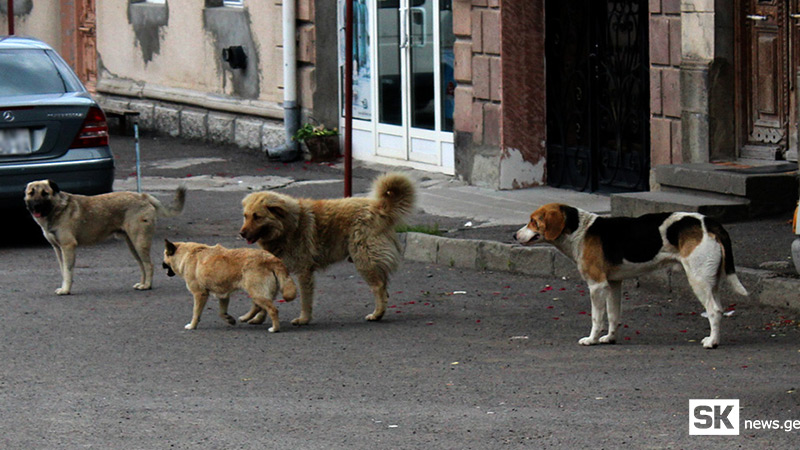 მიუსაფარ ძაღლებს კასტრაცია-სტერილიზაციისთვის ახალციხიდან გორში გადაიყვანენ