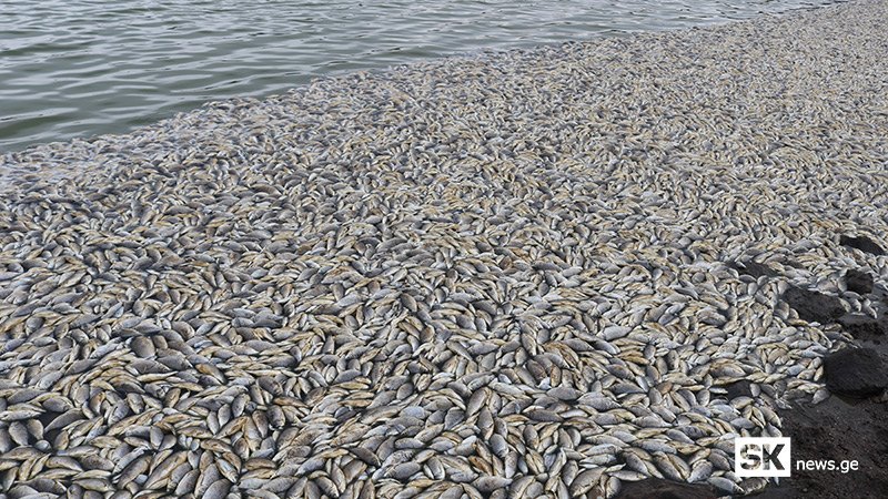 სოფელ ბავრასთან,  ტბიდან გამორიყული  მკვდარი თევზები მეოთხე დღეა ისევ ისე ყრია [ვიდეო]