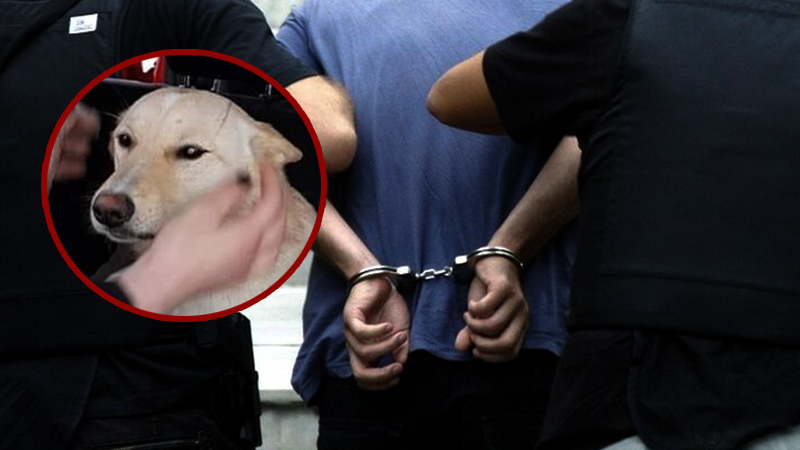 ბორჯომში მე–12 სართულიდან ძაღლის გადმოგდებისთვის 31 წლის კაცი დააკავეს